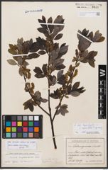 Salix bicolor Ehrh. ex Willd.